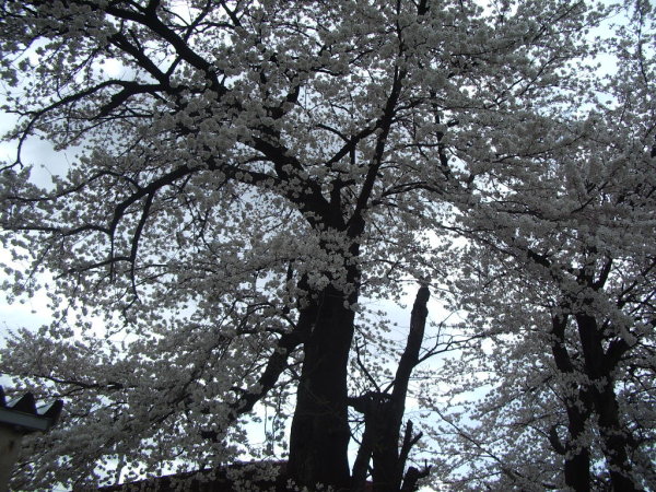 金沢の桜